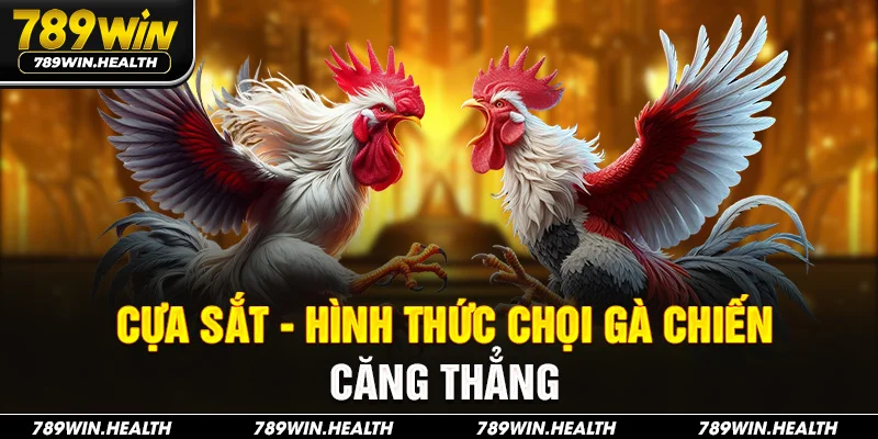 Cựa sắt - Hình thức chọi gà chiến căng thẳng