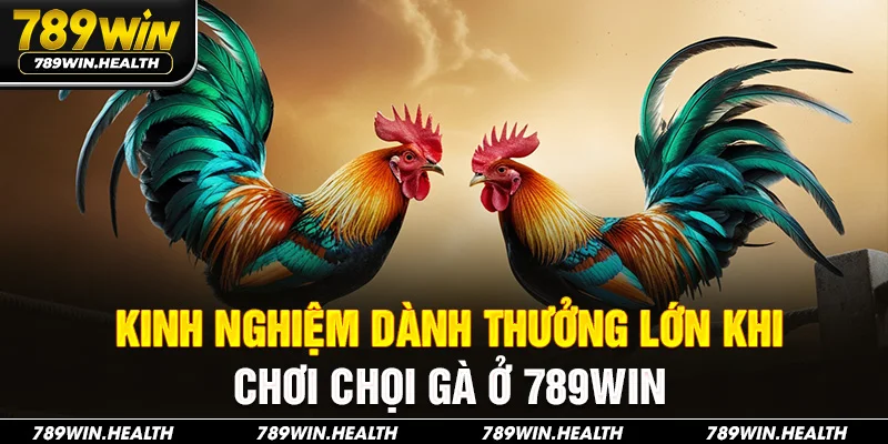 Kinh nghiệm dành thưởng lớn khi chơi chọi gà ở 789Win
